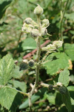 Rubus wirtgenii \ Schmuck-Brombeere, Geschm�ckte Brombeere / Adorned Bramble, D Wolfhagen 15.6.2019