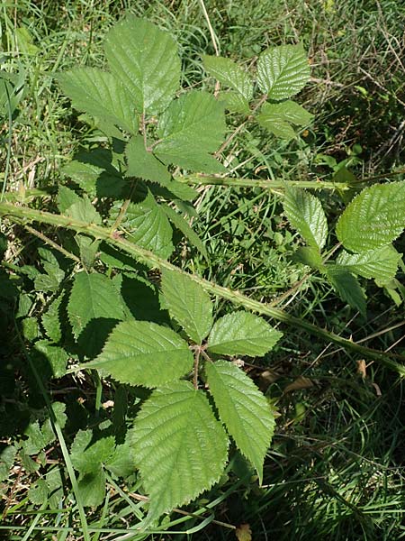 Rubus wirtgenii \ Schmuck-Brombeere, Geschm�ckte Brombeere / Adorned Bramble, D Wolfhagen 15.6.2019