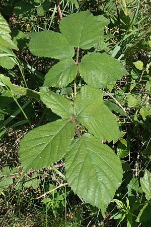 Rubus wirtgenii \ Schmuck-Brombeere, Geschm�ckte Brombeere / Adorned Bramble, D Wolfhagen 15.6.2019
