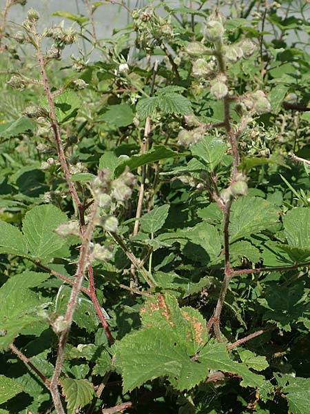 Rubus wirtgenii \ Schmuck-Brombeere, Geschm�ckte Brombeere / Adorned Bramble, D Wolfhagen 15.6.2019