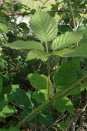 Rubus wirtgenii \ Schmuck-Brombeere, Geschm�ckte Brombeere / Adorned Bramble, D Wolfhagen 15.6.2019