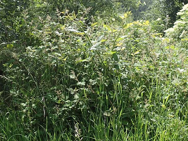 Rubus wirtgenii \ Schmuck-Brombeere, Geschm�ckte Brombeere / Adorned Bramble, D Wolfhagen 15.6.2019