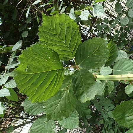 Rubus armeniacus \ Garten-Brombeere, Armenische Brombeere / Armenian Blackberry, Himalayan Blackberry, D Herne 27.7.2019