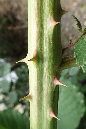 Rubus armeniacus \ Garten-Brombeere, Armenische Brombeere / Armenian Blackberry, Himalayan Blackberry, D Herne 27.7.2019