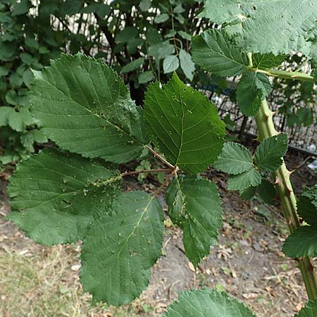 Rubus armeniacus \ Garten-Brombeere, Armenische Brombeere / Armenian Blackberry, Himalayan Blackberry, D Herne 27.7.2019
