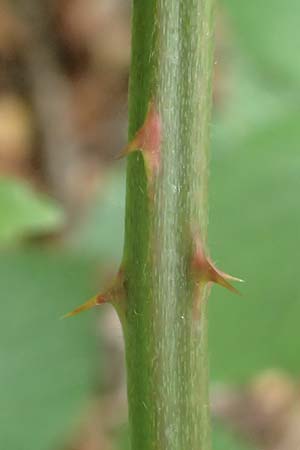 Rubus armeniacus \ Garten-Brombeere, Armenische Brombeere / Armenian Blackberry, Himalayan Blackberry, D Karlsruhe 14.8.2019