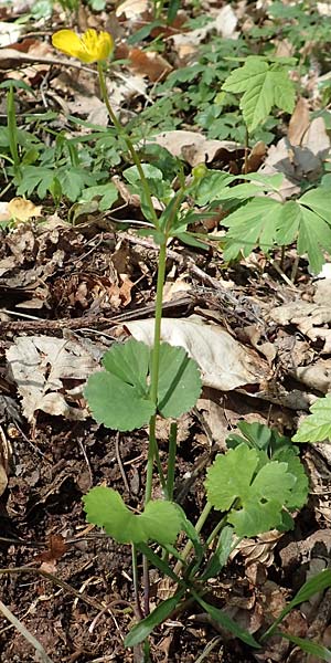Ranunculus auricomus spec1 ? \ Gold-Hahnenfu� / Goldilocks, D Odenwald, F&uuml;rth 10.4.2020