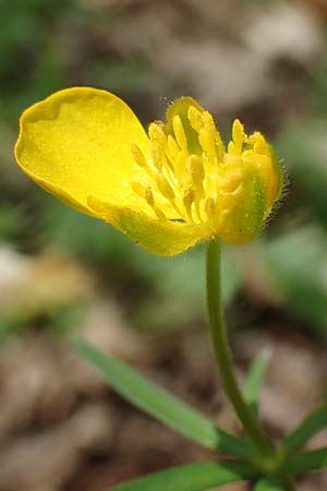 Ranunculus auricomus spec1 ? \ Gold-Hahnenfu� / Goldilocks, D Odenwald, F&uuml;rth 10.4.2020