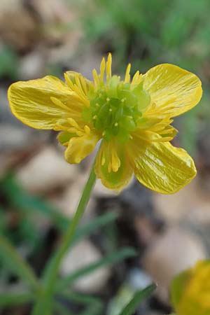 Ranunculus auricomus spec1 ? \ Gold-Hahnenfu� / Goldilocks, D Odenwald, F&uuml;rth 10.4.2020