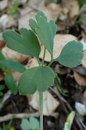 Ranunculus auricomus spec1 ? \ Gold-Hahnenfu� / Goldilocks, D Odenwald, F&uuml;rth 10.4.2020
