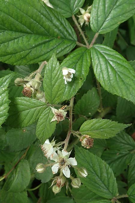 Rubus apricus \ Besonnte Brombeere / Sunny Bramble, D Spessart, Mernes 20.6.2020