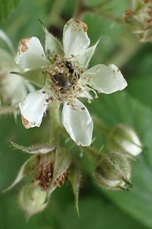Rubus apricus \ Besonnte Brombeere / Sunny Bramble, D Spessart, Mernes 20.6.2020
