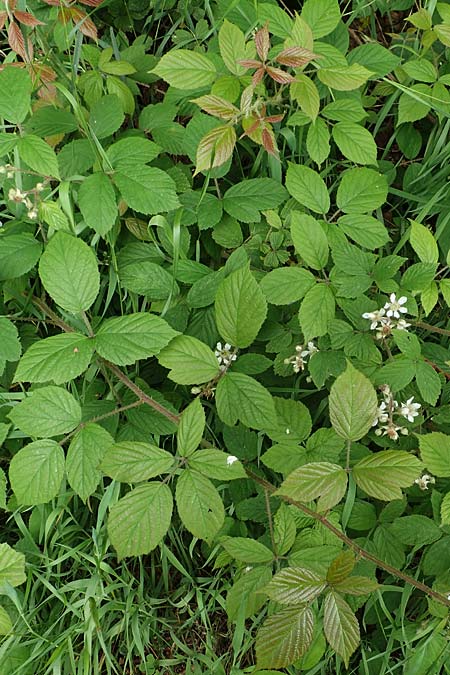 Rubus apricus \ Besonnte Brombeere / Sunny Bramble, D Spessart, Mernes 20.6.2020