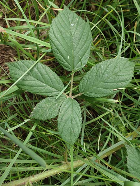 Rubus apricus \ Besonnte Brombeere / Sunny Bramble, D Spessart, Mernes 20.6.2020
