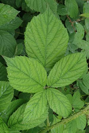 Rubus apricus \ Besonnte Brombeere / Sunny Bramble, D Spessart, Mernes 20.6.2020
