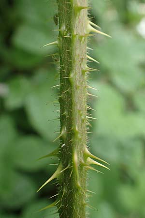 Rubus apricus \ Besonnte Brombeere / Sunny Bramble, D Spessart, Mernes 20.6.2020