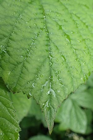 Rubus apricus \ Besonnte Brombeere / Sunny Bramble, D Spessart, Mernes 20.6.2020