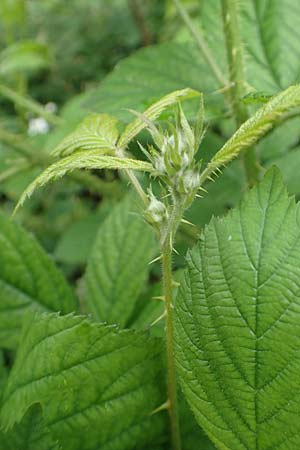 Rubus apricus \ Besonnte Brombeere / Sunny Bramble, D Spessart, Mernes 20.6.2020