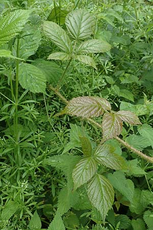 Rubus apricus \ Besonnte Brombeere / Sunny Bramble, D Spessart, Mernes 20.6.2020