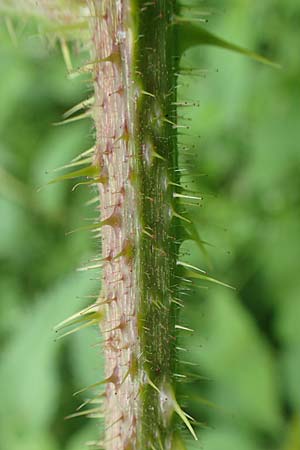 Rubus apricus \ Besonnte Brombeere / Sunny Bramble, D Spessart, Mernes 20.6.2020