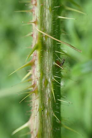 Rubus apricus \ Besonnte Brombeere / Sunny Bramble, D Spessart, Mernes 20.6.2020