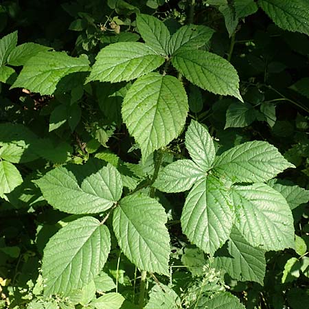 Rubus apricus \ Besonnte Brombeere / Sunny Bramble, D Spessart, Jossa 21.6.2020