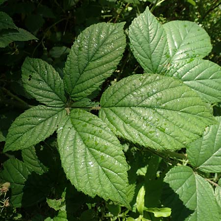 Rubus apricus \ Besonnte Brombeere / Sunny Bramble, D Spessart, Jossa 21.6.2020