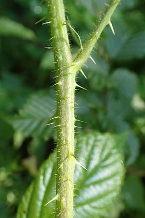 Rubus apricus \ Besonnte Brombeere / Sunny Bramble, D Spessart, Jossa 21.6.2020