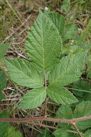 Rubus luxurians \ Wei&szlig;bl&uuml;tige Brombeere / White-Flowered Bramble, D Langenprozelten 21.6.2020