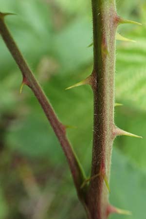Rubus luxurians \ Wei&szlig;bl&uuml;tige Brombeere / White-Flowered Bramble, D Langenprozelten 21.6.2020