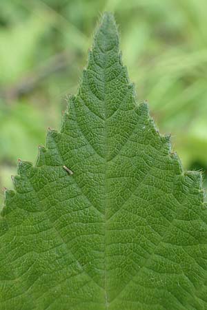 Rubus luxurians \ Wei&szlig;bl&uuml;tige Brombeere / White-Flowered Bramble, D Langenprozelten 21.6.2020