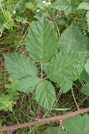 Rubus luxurians \ Wei&szlig;bl&uuml;tige Brombeere / White-Flowered Bramble, D Langenprozelten 21.6.2020