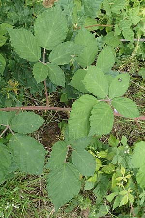 Rubus luxurians \ Wei&szlig;bl&uuml;tige Brombeere / White-Flowered Bramble, D Langenprozelten 21.6.2020