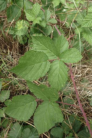 Rubus appropinquatus \ Angen�herte Haselblatt-Brombeere / Approximate Bramble, D Vaihingen-Ensingen 24.7.2020