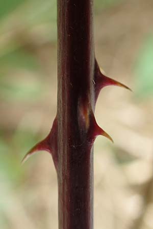 Rubus appropinquatus \ Angen�herte Haselblatt-Brombeere / Approximate Bramble, D Vaihingen-Ensingen 24.7.2020
