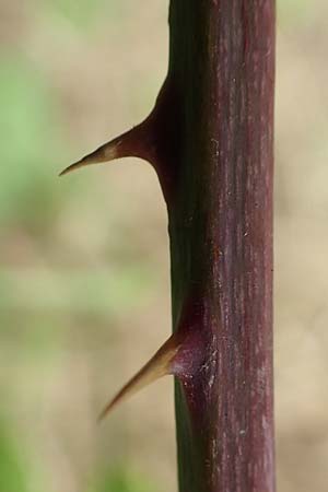 Rubus appropinquatus \ Angen�herte Haselblatt-Brombeere / Approximate Bramble, D Vaihingen-Ensingen 24.7.2020