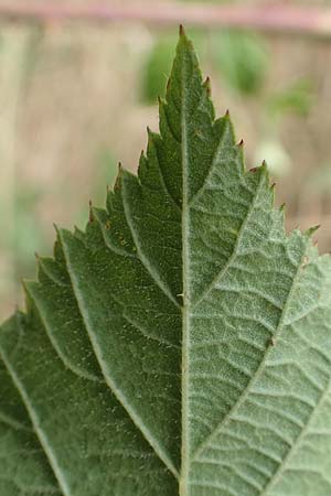 Rubus appropinquatus \ Angen�herte Haselblatt-Brombeere / Approximate Bramble, D Vaihingen-Ensingen 24.7.2020