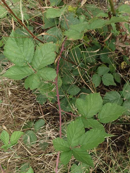 Rubus appropinquatus \ Angen�herte Haselblatt-Brombeere / Approximate Bramble, D Vaihingen-Ensingen 24.7.2020