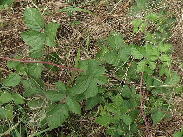 Rubus appropinquatus \ Angen�herte Haselblatt-Brombeere / Approximate Bramble, D Vaihingen-Ensingen 24.7.2020