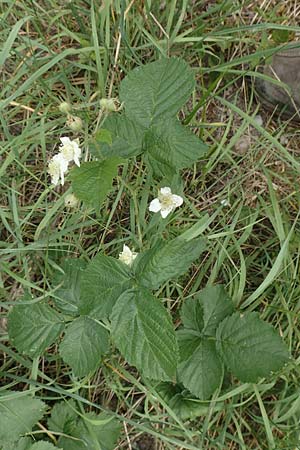 Rubus appropinquatus \ Angen�herte Haselblatt-Brombeere / Approximate Bramble, D Vaihingen-Ensingen 24.7.2020