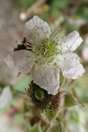 Rubus appropinquatus \ Angen�herte Haselblatt-Brombeere / Approximate Bramble, D Vaihingen-Ensingen 24.7.2020