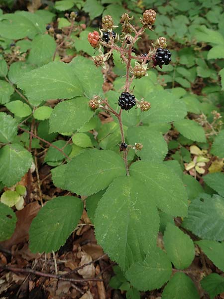 Rubus adornatoides \ Falsche Schmuck-Brombeere, Schmuckartige Brombeere / False Adorned Bramble, D Herne 28.7.2020