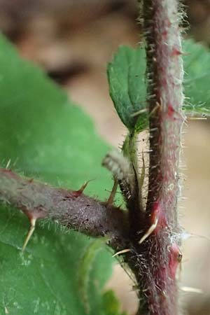 Rubus adornatoides \ Falsche Schmuck-Brombeere, Schmuckartige Brombeere / False Adorned Bramble, D Herne 28.7.2020