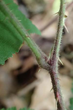 Rubus adornatoides \ Falsche Schmuck-Brombeere, Schmuckartige Brombeere / False Adorned Bramble, D Herne 28.7.2020