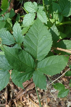 Rubus ambulans \ Wandernde Brombeere / Walking Bramble, D Petersberg-Marbach 30.7.2020