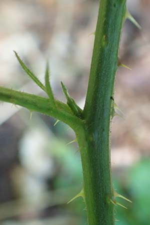 Rubus ambulans \ Wandernde Brombeere / Walking Bramble, D Petersberg-Marbach 30.7.2020