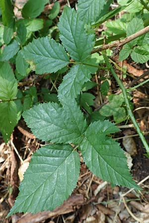 Rubus ambulans \ Wandernde Brombeere / Walking Bramble, D Petersberg-Marbach 30.7.2020