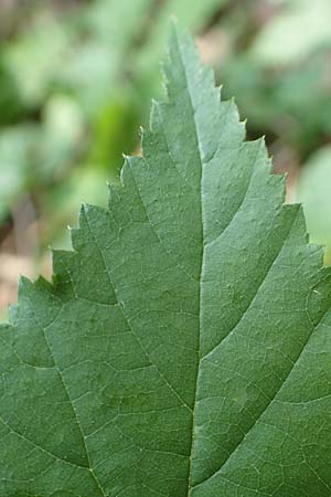 Rubus ambulans \ Wandernde Brombeere / Walking Bramble, D Petersberg-Marbach 30.7.2020