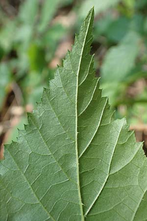 Rubus ambulans \ Wandernde Brombeere / Walking Bramble, D Petersberg-Marbach 30.7.2020
