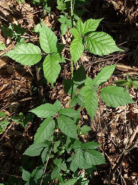 Rubus ambulans \ Wandernde Brombeere / Walking Bramble, D Petersberg-Marbach 30.7.2020